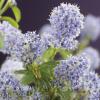 Amerikaanse Sering (Ceanothus thyrsiflorus var. repens) klimplant