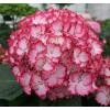 Hydrangea Macrophylla "Charming® Julia Pink"® boerenhortensia