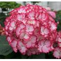 Hydrangea Macrophylla "Charming® Julia Pink"® boerenhortensia