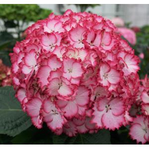 Hydrangea Macrophylla "Charming® Julia Pink"® boerenhortensia