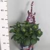 Hydrangea Macrophylla "Charming® Julia Pink"® boerenhortensia