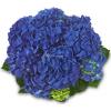 Hydrangea Macrophylla Classic® "Jip"® boerenhortensia