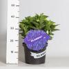 Hydrangea Macrophylla Classic® "Jip"® boerenhortensia