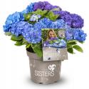 Hydrangea Macrophylla "Three Sisters"® Blue boerenhortensia