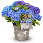 Hydrangea Macrophylla "Three Sisters"® Blue boerenhortensia