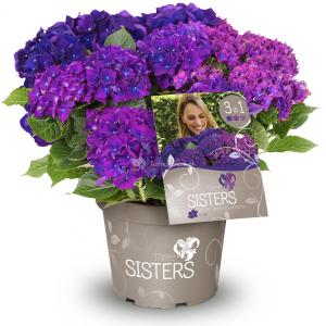 Hydrangea Macrophylla "Three Sisters"® Violett boerenhortensia