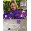 Hydrangea Macrophylla "Three Sisters"® Violett boerenhortensia