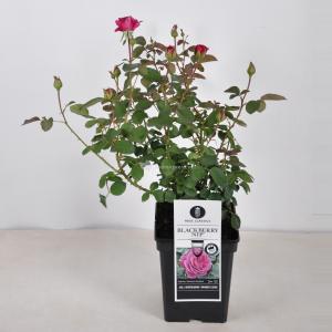 Rozenstruik Blackberry Nip - C5 - 1 stuks