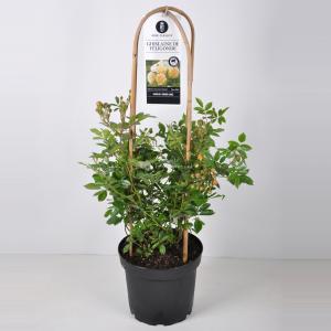 Klimroos Ghislaine de Feligonde - C7.5 - 1 stuks