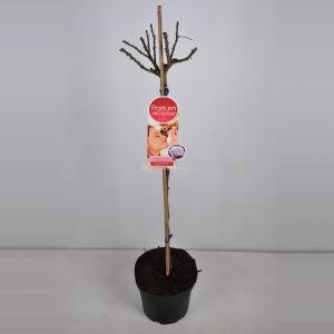 Rozen op stam Parfum de Nature Blue Girl - Op stam 90 cm - 1 stuks