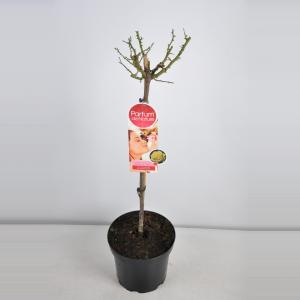 Rozen op stam Parfum de Nature Diamonds Forever - Op stam 70 cm - 1 stuks