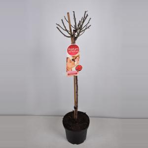 Rozen op stam Parfum de Nature Duftfestival - Op stam 90 cm - 1 stuks