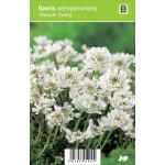 Scheefbloem (iberis sempervirens "Weisser Zwerg") voorjaarsbloeier