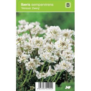 Scheefbloem (iberis sempervirens "Weisser Zwerg") voorjaarsbloeier