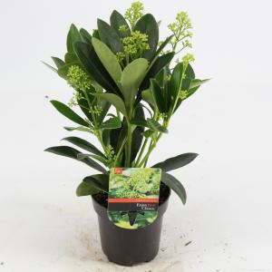 Skimmia (Skimmia Japonica “Finchy”®) heester - 15-20 cm (P9,5) - 18 stuks