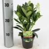 Skimmia (Skimmia Japonica “Finchy”®) heester