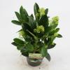 Skimmia (Skimmia Japonica “Finchy”®) heester