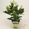 Skimmia (Skimmia Japonica “Finchy”®) heester