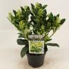 Skimmia (Skimmia Japonica “Finchy”®) heester