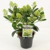 Skimmia (Skimmia Japonica “Finchy”®) heester