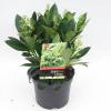 Skimmia (Skimmia Japonica “Finchy”®) heester