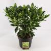 Skimmia (Skimmia Japonica “Finchy”®) heester