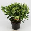 Skimmia (Skimmia Japonica “Finchy”®) heester