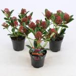 Skimmia (Skimmia Japonica “Red Dwarf”®) heester