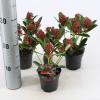 Skimmia (Skimmia Japonica “Red Dwarf”®) heester