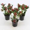 Skimmia (Skimmia Japonica “Red Dwarf”®) heester