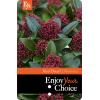 Skimmia (Skimmia Japonica “Red Dwarf”®) heester