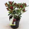 Skimmia (Skimmia Japonica “Red Dwarf”®) heester