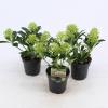 Skimmia (Skimmia Japonica “White Dwarf”®) heester