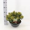 Skimmia (Skimmia Japonica “White Dwarf”®) heester