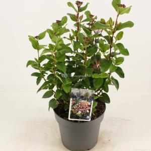 Sneeuwbal (Viburnum tinus “Lisa Rose”®) heester - 40-50 cm (C4.5) - 9 stuks