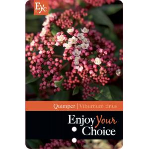 Sneeuwbal (Viburnum tinus “Quimper”) heester - 40-50 cm (C15) - 4 stuks