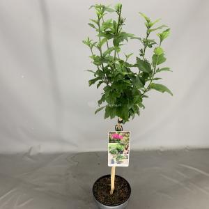 Hibiscus struik Woodbridge op stam - Stam 50 cm - 3 stuks