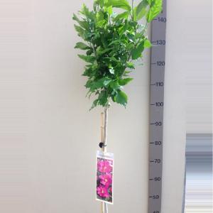 Hibiscus struik Woodbridge op stam - Stam 110 cm - 8 stuks