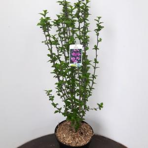 Hibiscus struik Ardens - 80 - 90 cm - 5 stuks
