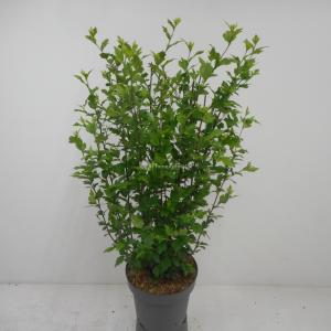 Hibiscus struik Red Heart - 80 cm - 4 stuks