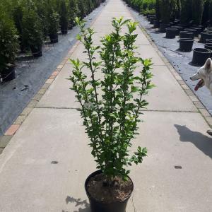 Hibiscus struik Red Heart - 80 - 100cm - 5 stuks