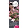 Rozenstruik Rosy boom Pink