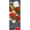 Rozenstruik Rosy boom Red