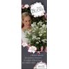 Rozenstruik Rosy boom White