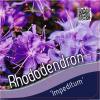 Dwerg rododendron (Rhododendron "Lavendula") heester