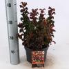 Druifheide (Leucothoe axillaris “Curly Red”®) heester