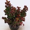 Druifheide (Leucothoe axillaris “Curly Red”®) heester