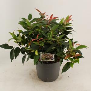 Druifheide (Leucothoe “Lovita”) heester - 25-30 cm - 9 stuks