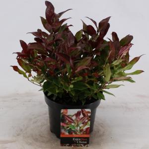 Druifheide (Leucothoe “Zeblid”) heester - 20-25 cm - 6 stuks