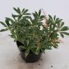 Rotsheide (Pieris “Flaming Silver”) heester